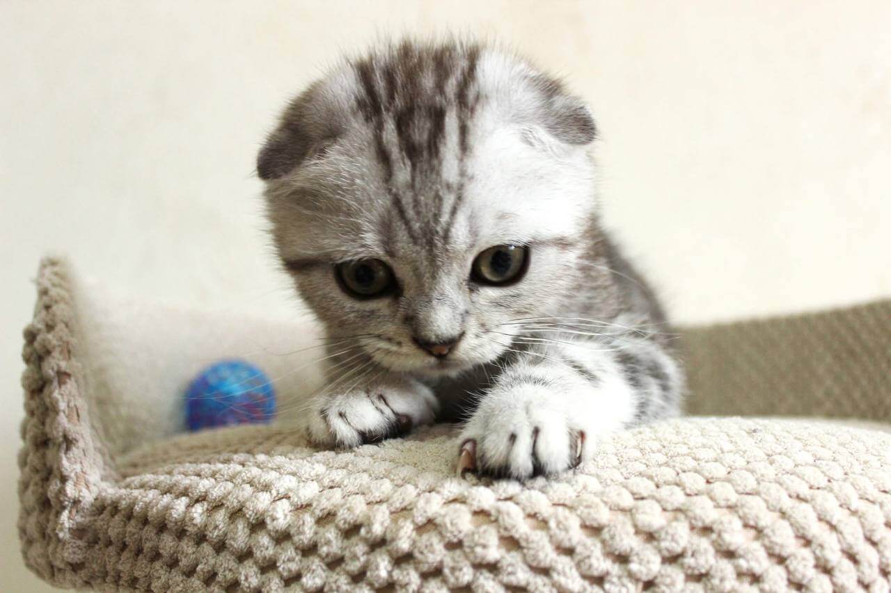 Wallace Scottish Fold  Male (Available) $2700