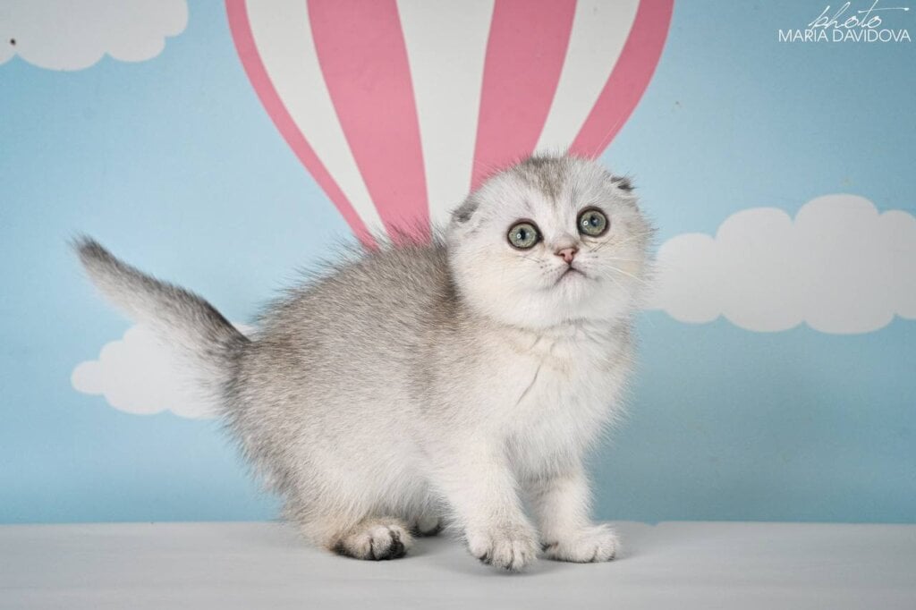 Yamaha Scottish Fold Female (Available) $2700