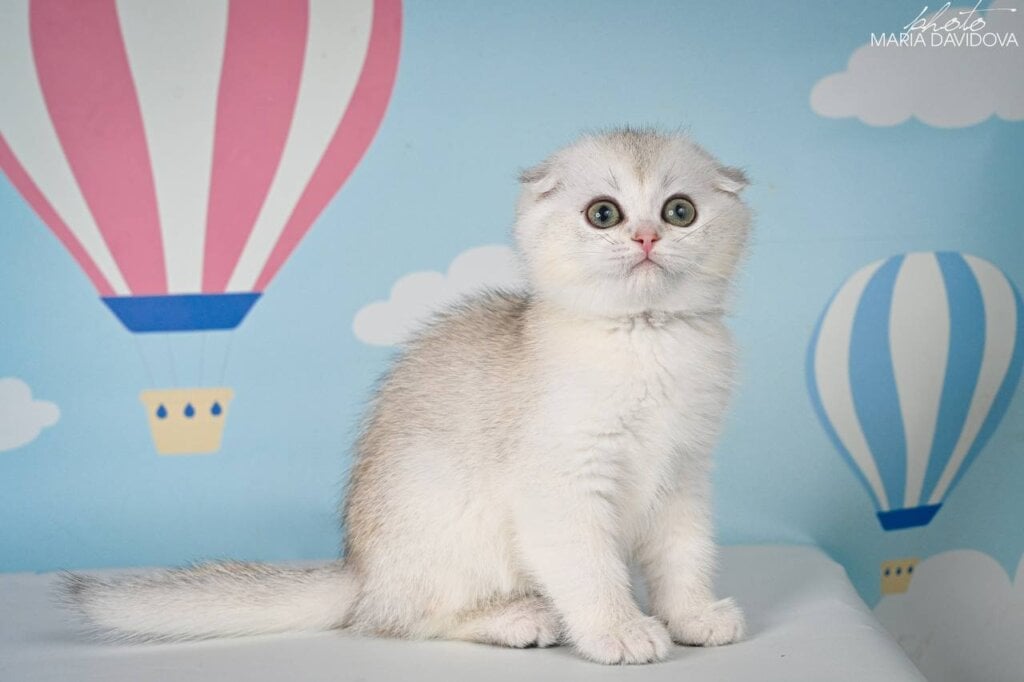 Yasson Scottish Fold Male (Available) $2700