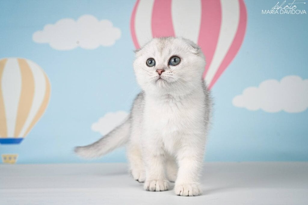 Yago Scottish Fold  Male (Available) $2700