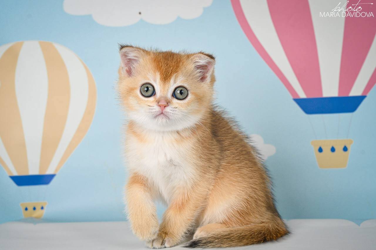 Zlata Scottish Straight Female (Available) $2600