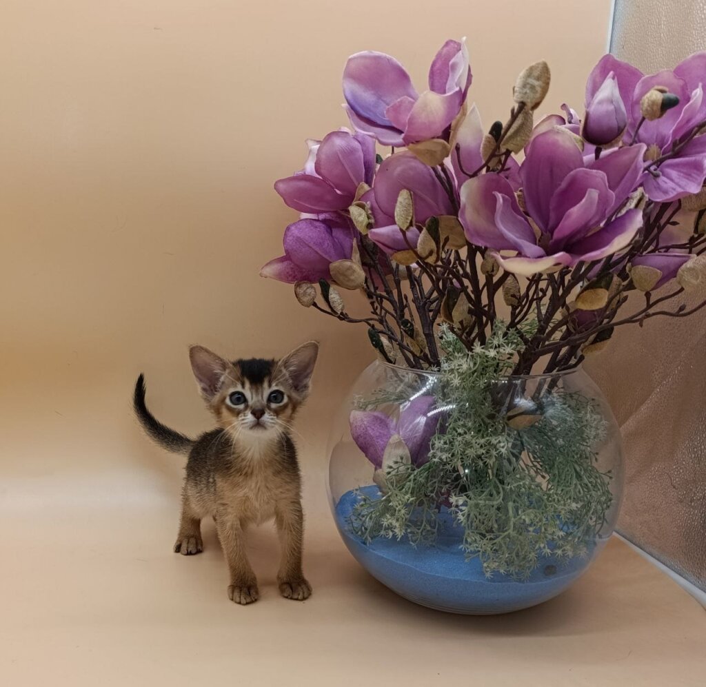 AnnaBelle  Abyssinian Female (Available) $3150