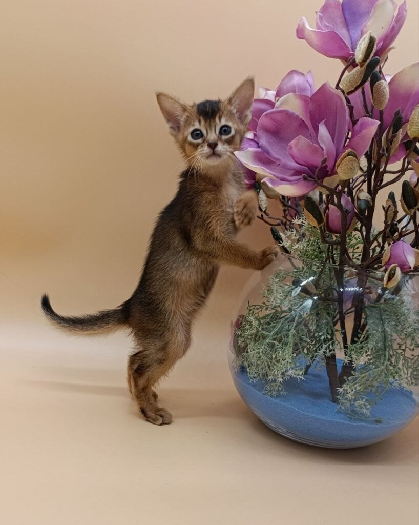 Alexandria  Abyssinian Female (Available) $3150