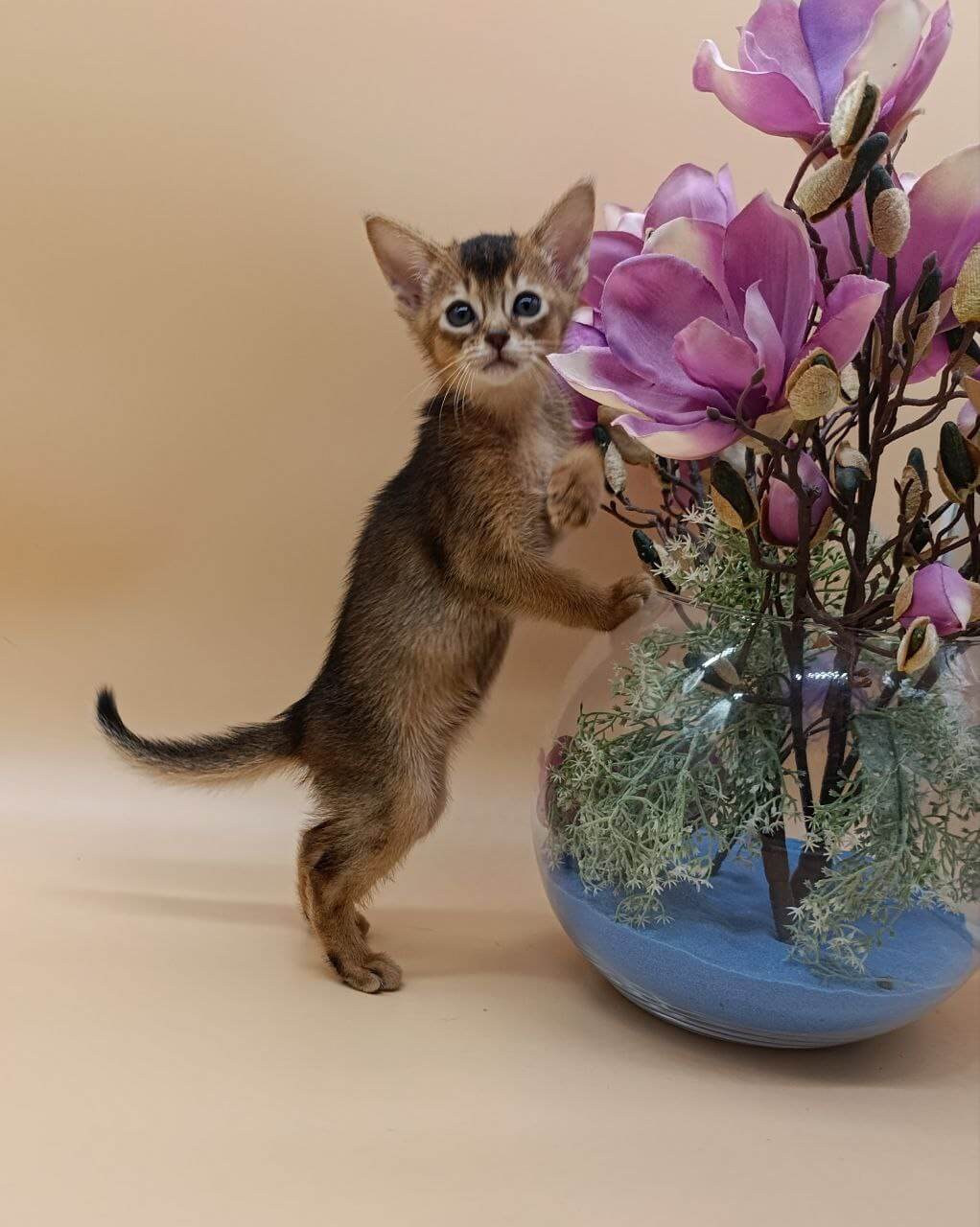 Alexandria  Abyssinian Female (Available) $3150