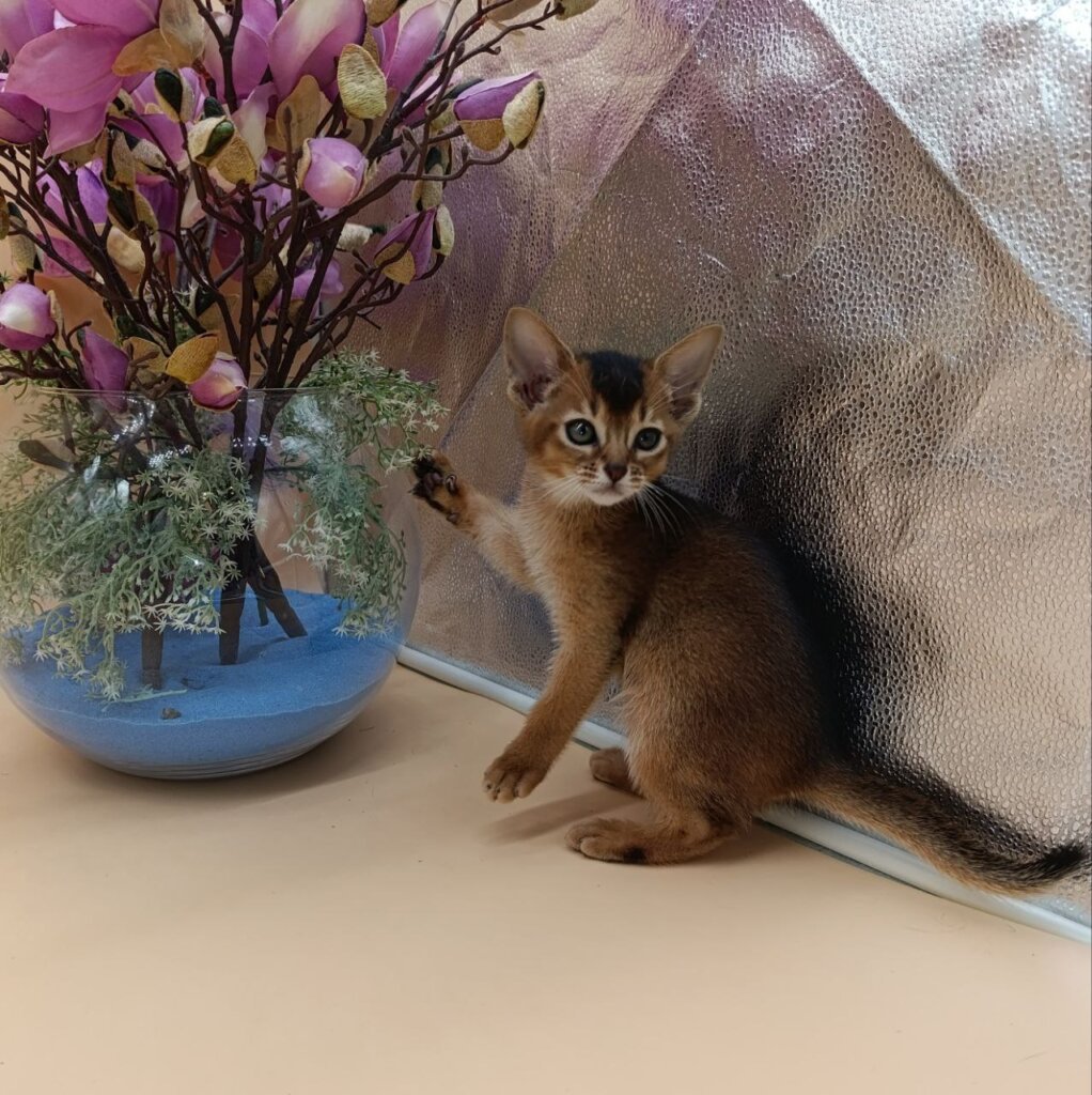 Arriana  Abyssinian Female (Available) $3150