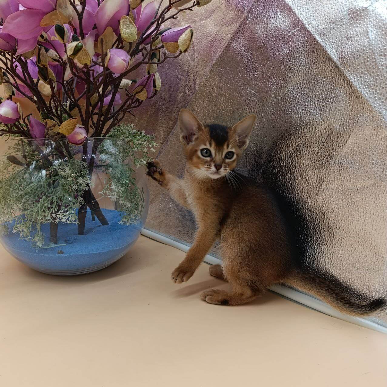 Arriana  Abyssinian Female (Available) $3150