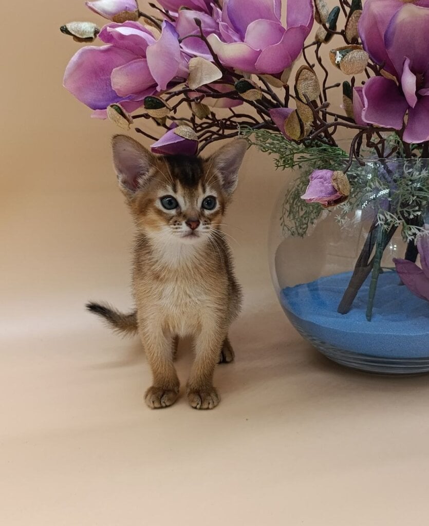 Alexis Abyssinian Female (Available) $3150