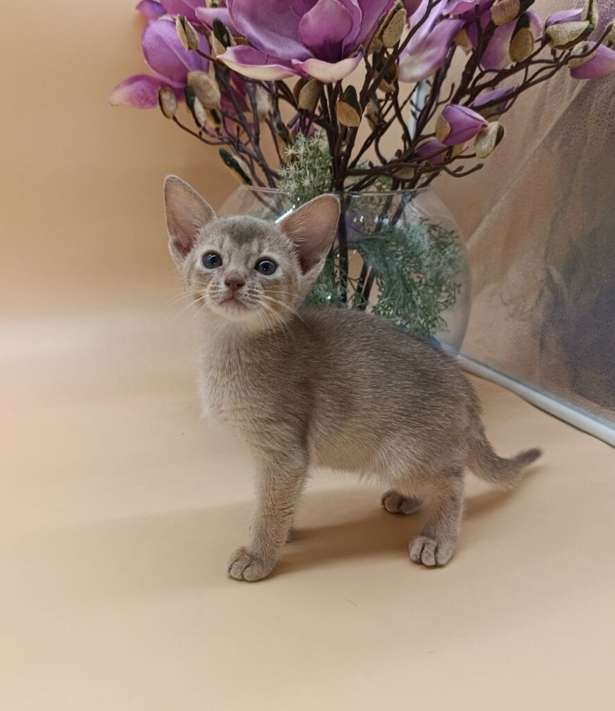 Amalia Abyssinian Female (Available) $3150