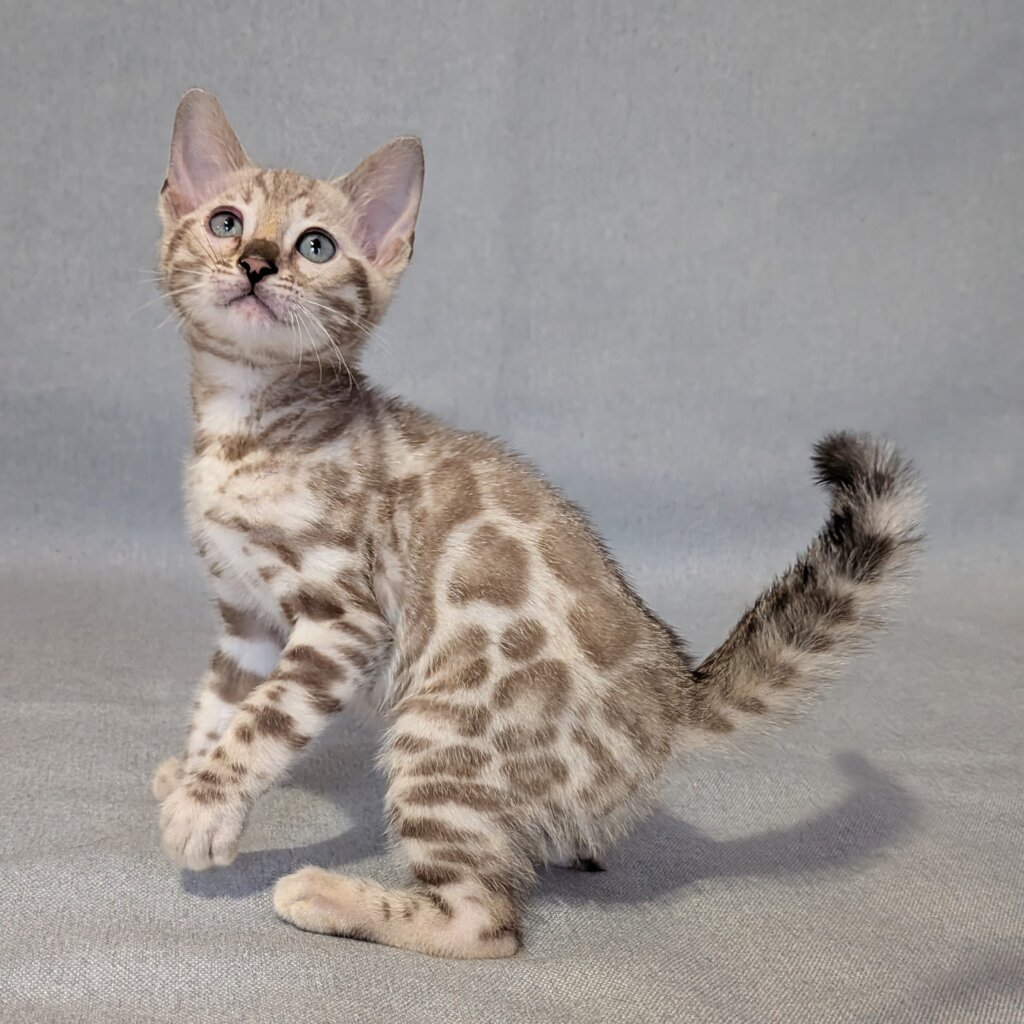 Susie Bengal Female (Available) $3200