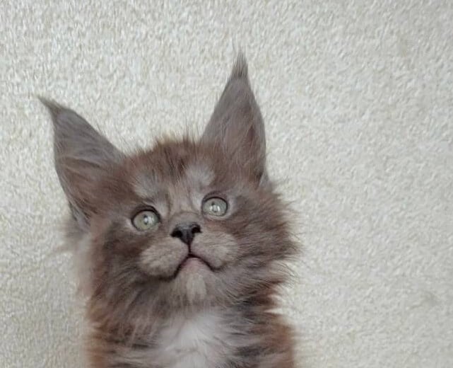Qays Maine Coon Male (Available) $3450