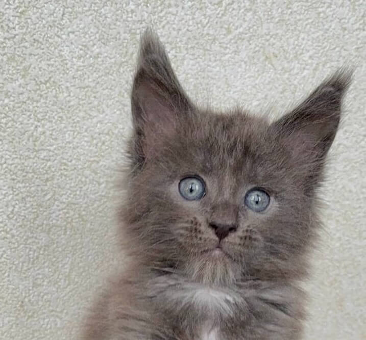 Qadir Maine Coon Male POLY (Available) $3700