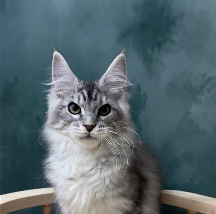 Rex Maine Coon Male (Available) $3100