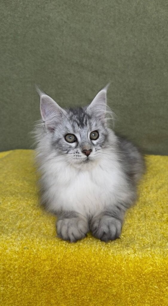 Rokot Maine Coon Male (Available) $3200