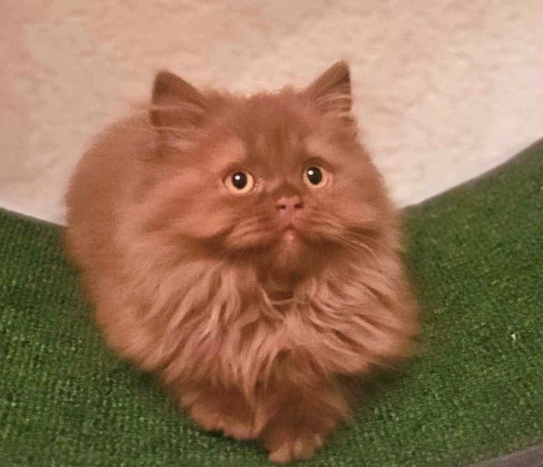 Kiryusha British Longhair Male (Available) $3450