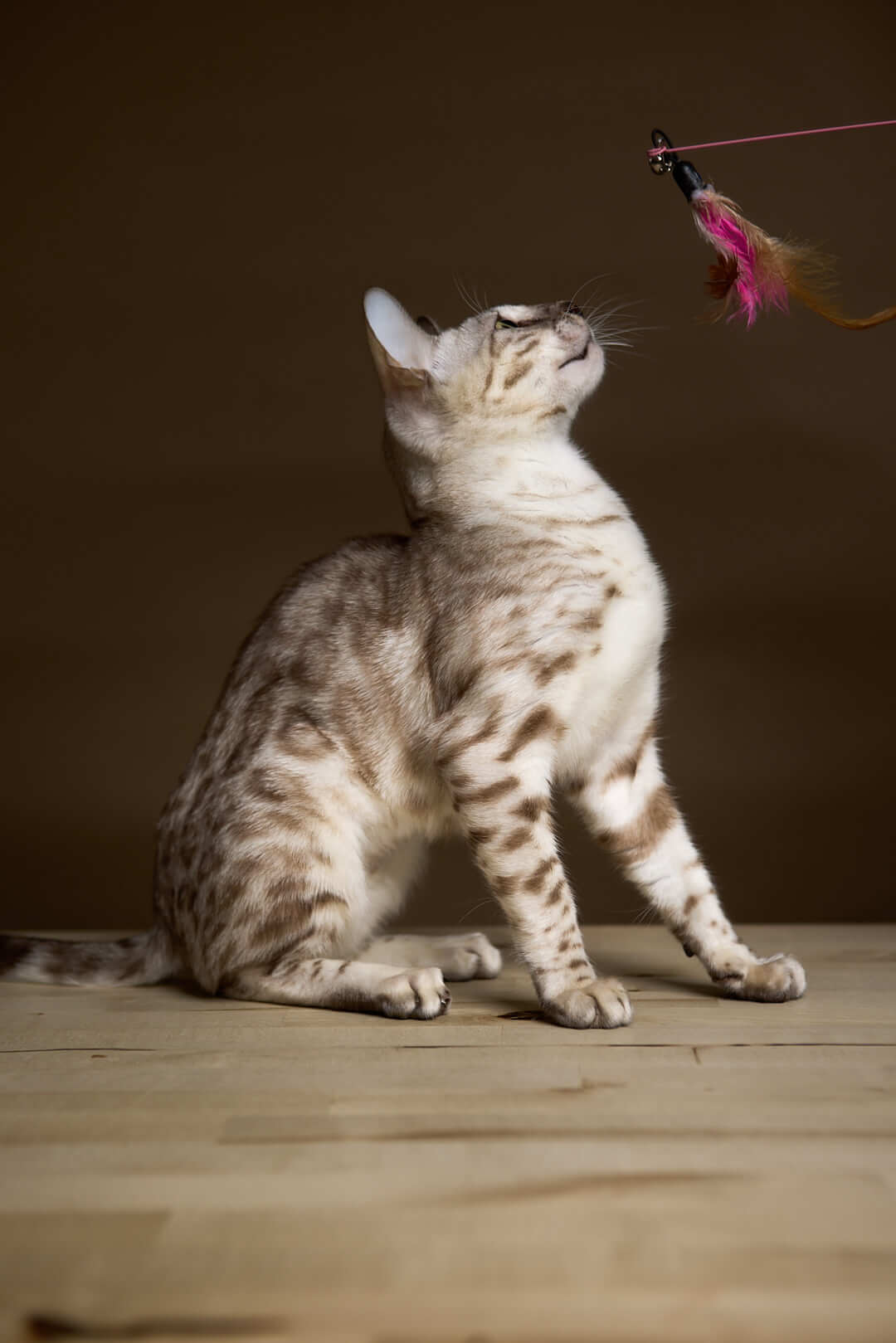 Amanda Bengal Female (available) $3400