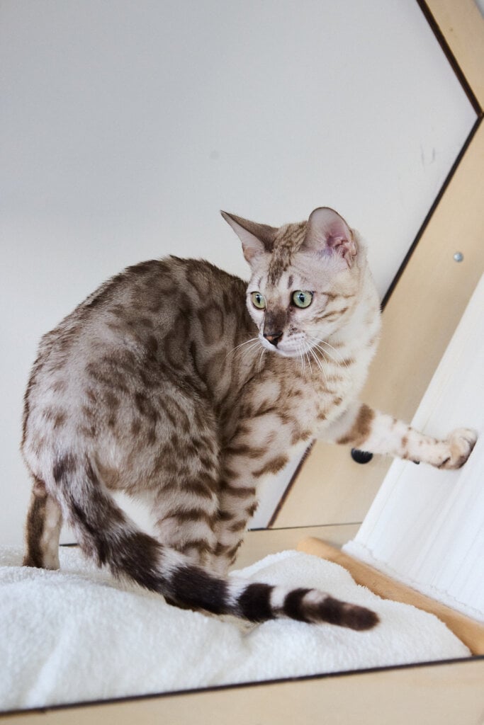 Amanda Bengal Female (available) $3400