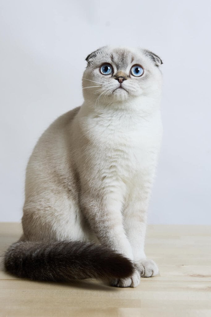 Sim Sim Scottish Fold  Male (Available) Sale 50 - photo 1