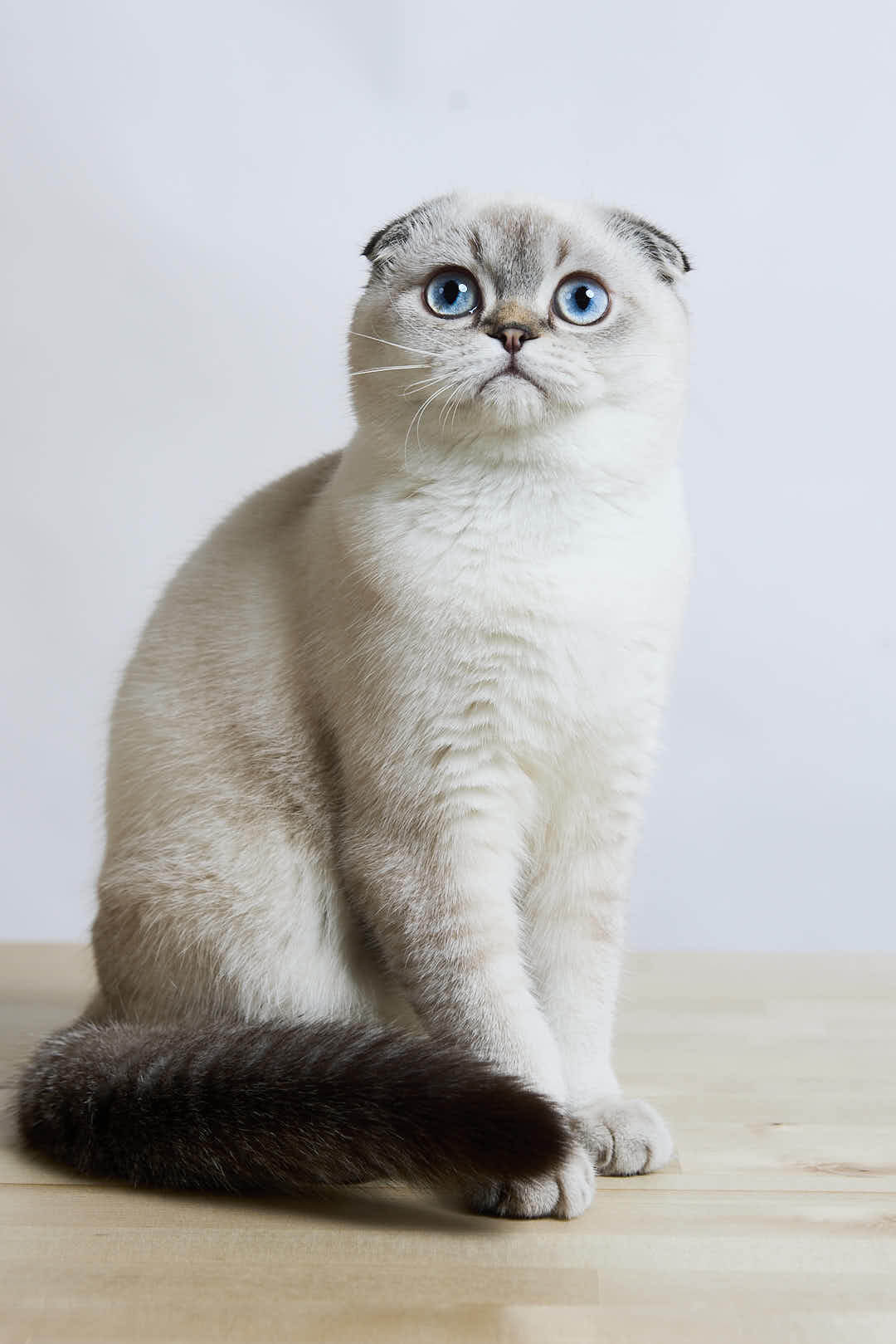 Sim Sim Scottish Fold  Male (Available) Sale $2650