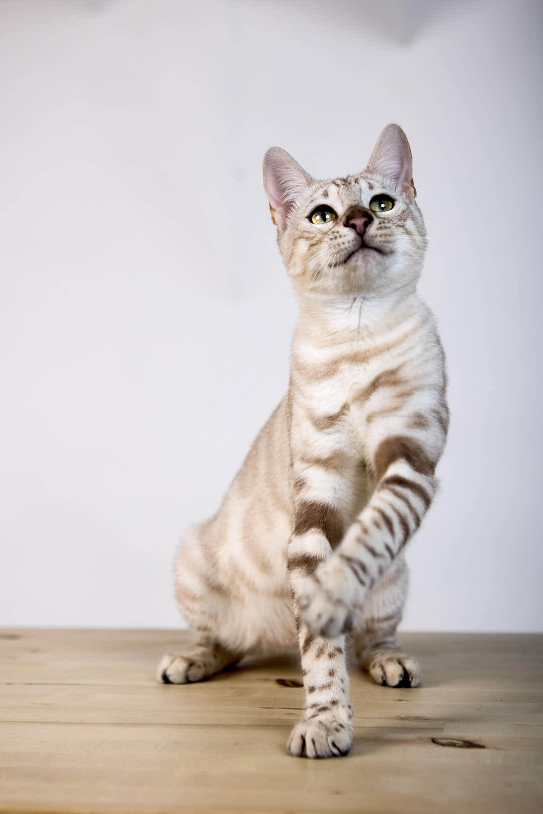Pixy Bengal Male (SOLD) $3200