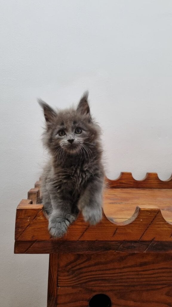 Jan Maine Coon POLY Male (Available) $3400