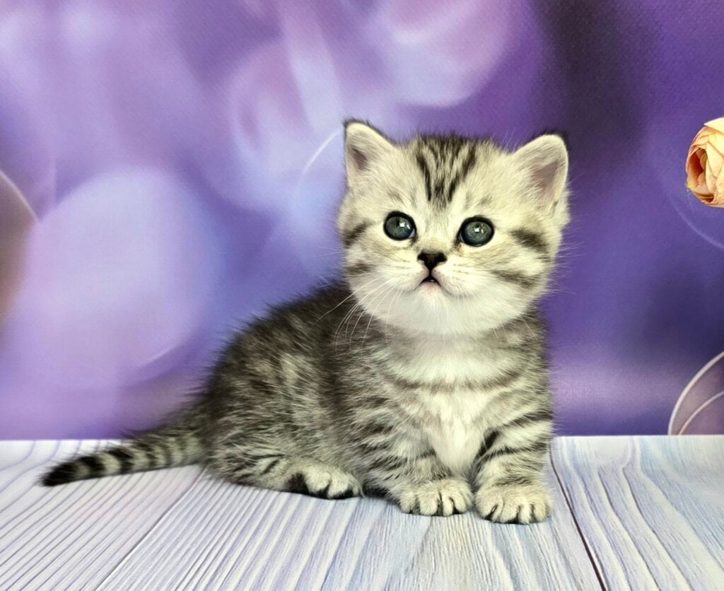 Pixie Munchkin Female (Available) $3800