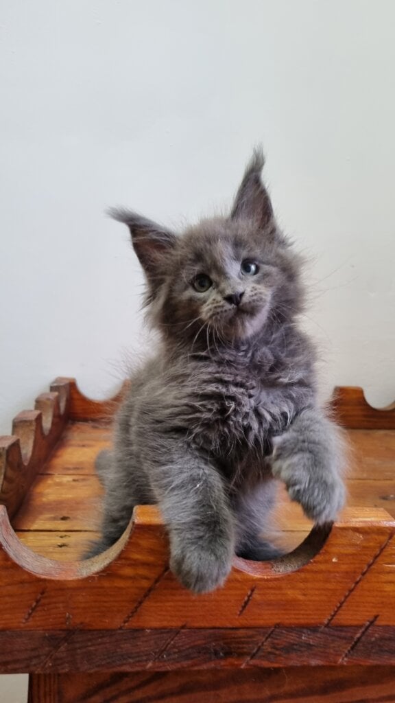 Jake Maine Coon POLY Male (Available) $3400