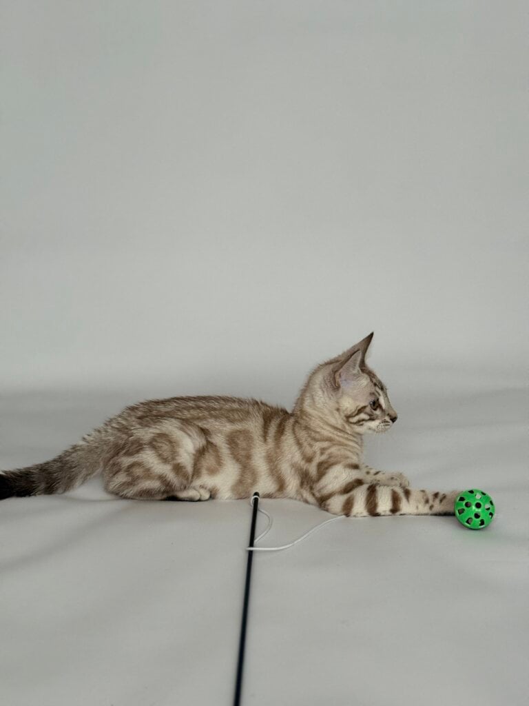 Porsche Bengal Male (Available) $3200