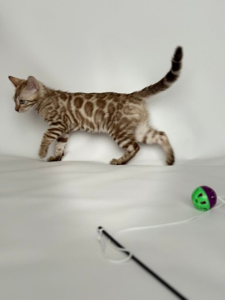 Piano Bengal Female (Available) $2800