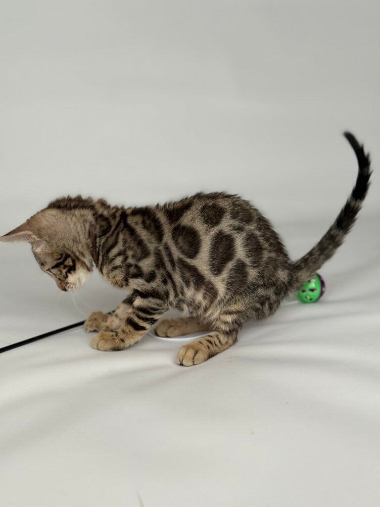 Siry Bengal Female (Available) $3200