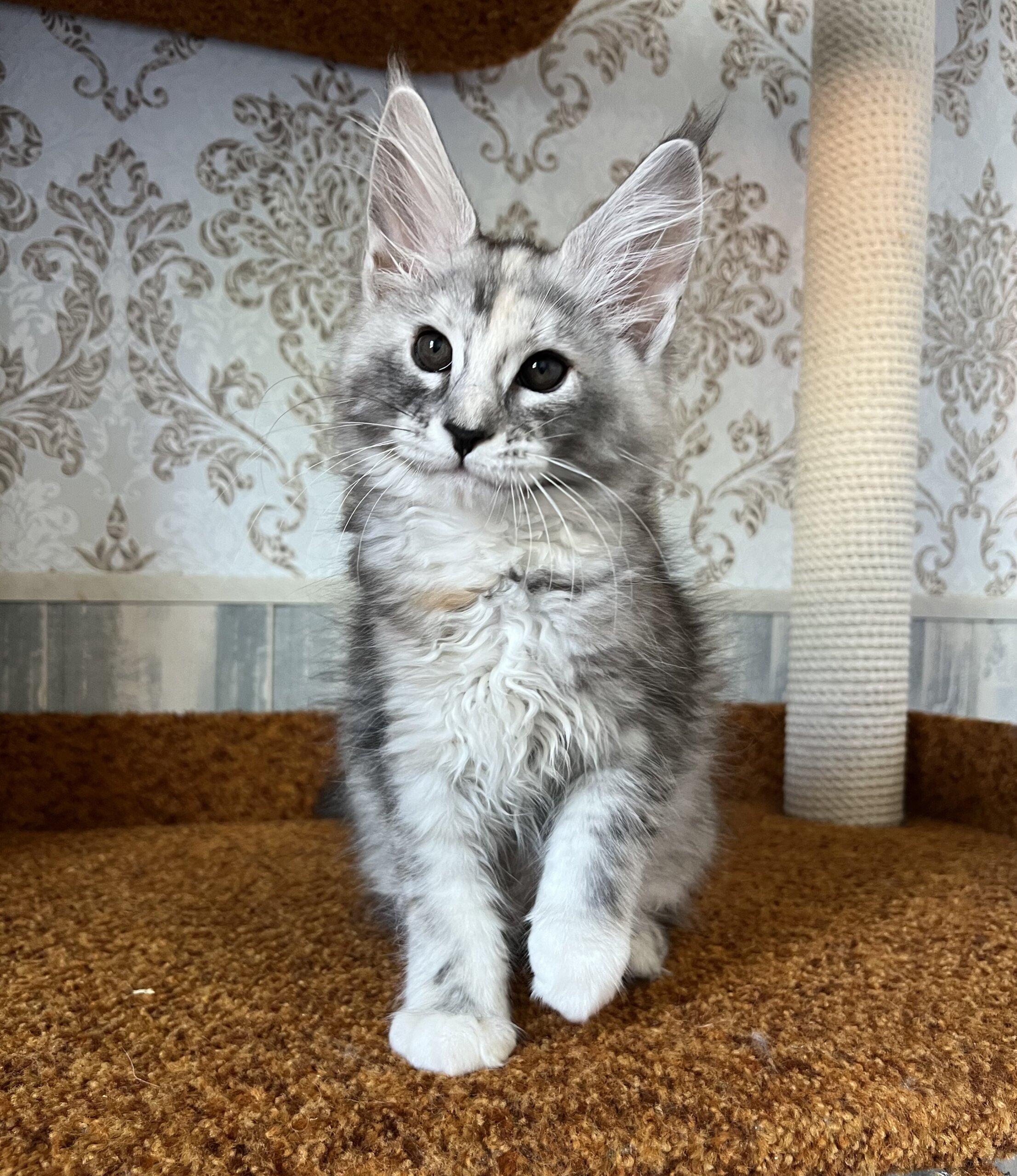 Emochka Maine Coon  Female (Available) $3200