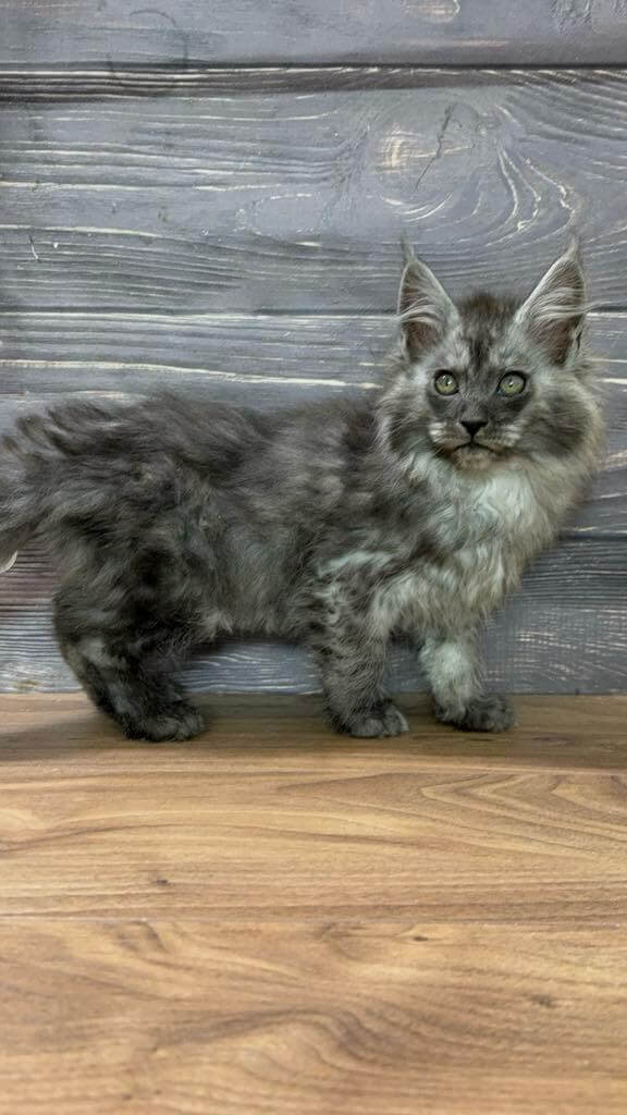 Pamela Maine Coon Female (Available) $3100