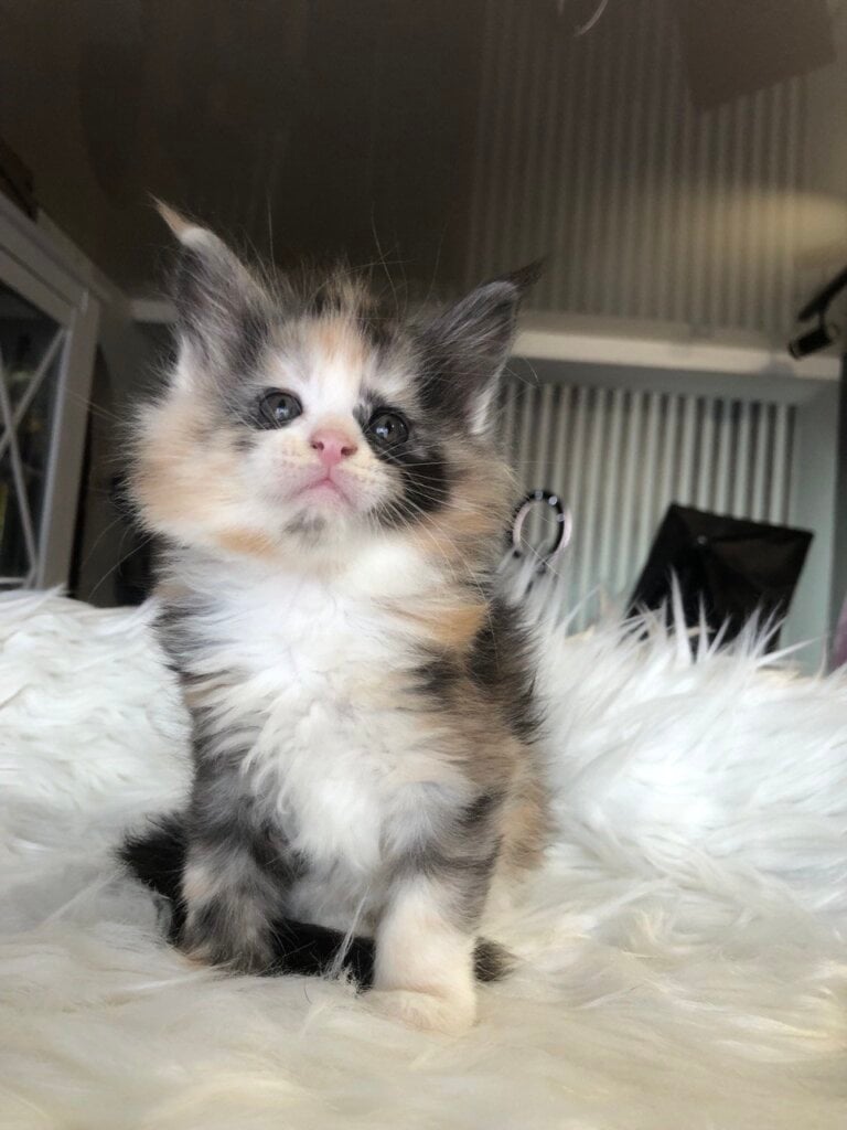 Rapunzel Maine Coon Female (Available) $3000