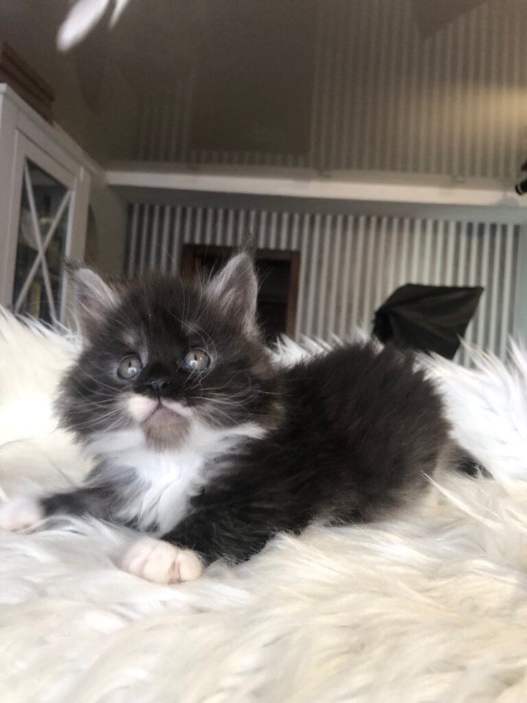 Regina  Maine Coon Female (Available) $3000
