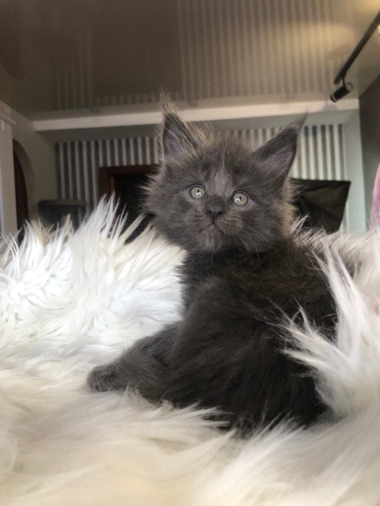 Rafaela Maine Coon Female (Available) $3000
