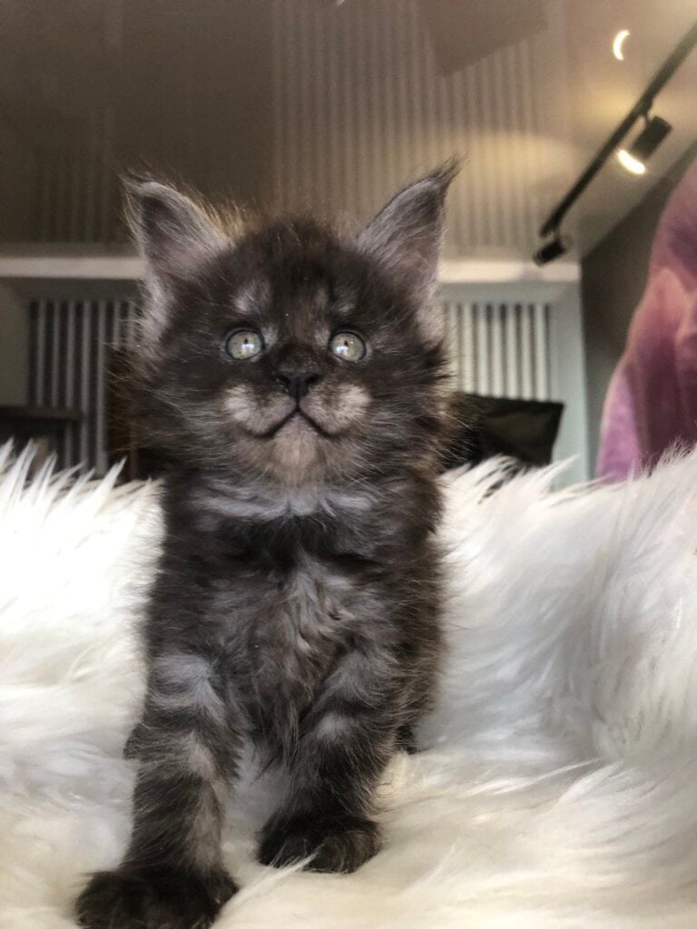 Robert Maine Coon Male (Available) $3000