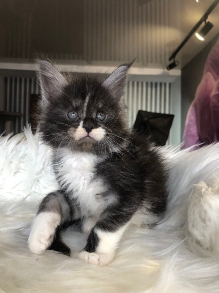 Ralph Maine Coon Male (Available) $3000