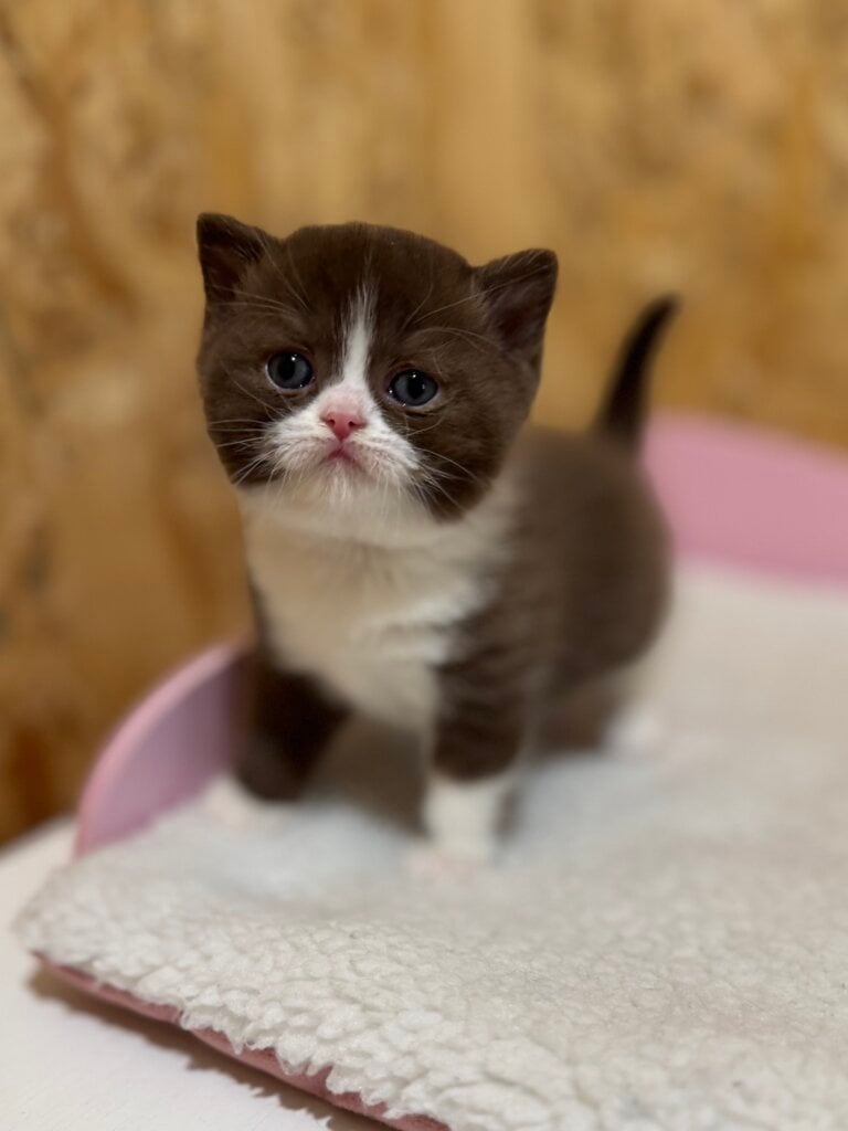 Bastet British Shorthair Female (Available) $3200