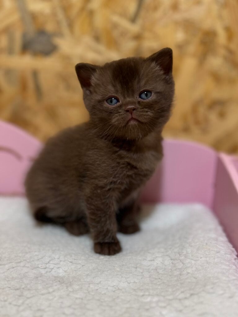Bumblebee British Shorthair Male (Available) $2900