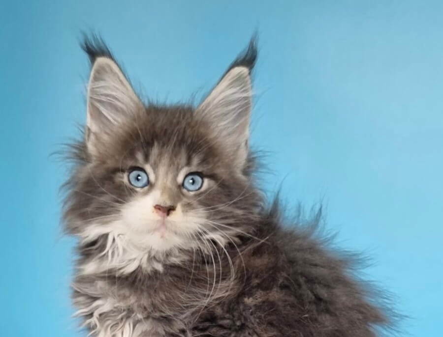 Gerda Maine Coon  Female (Available)  $4200