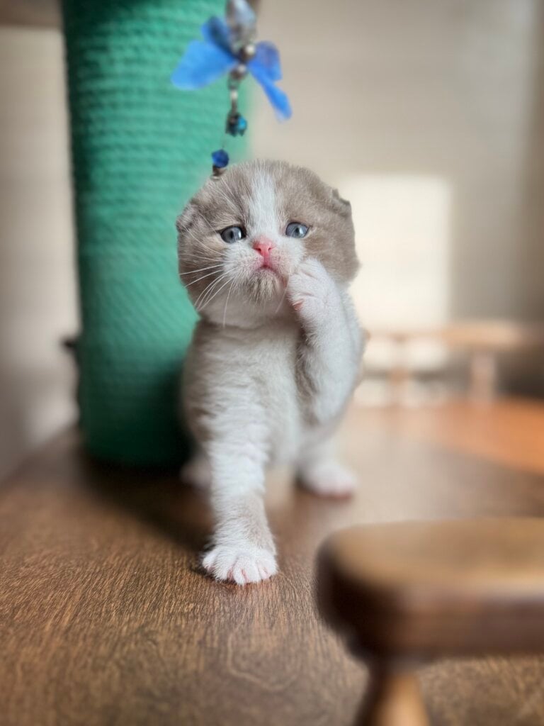 Ponchik Scottish Fold Male (Available) $3300