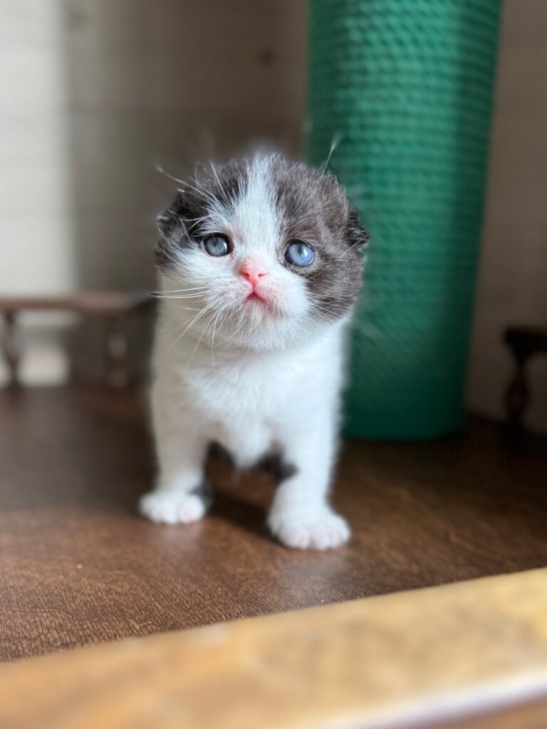 Prince Scottish Fold Male (Available) $3300