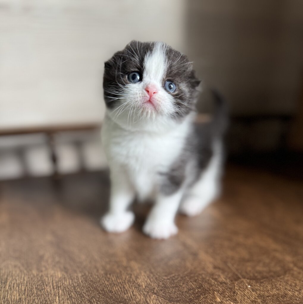 Pelageya Scottish Fold Female (Available) $3500