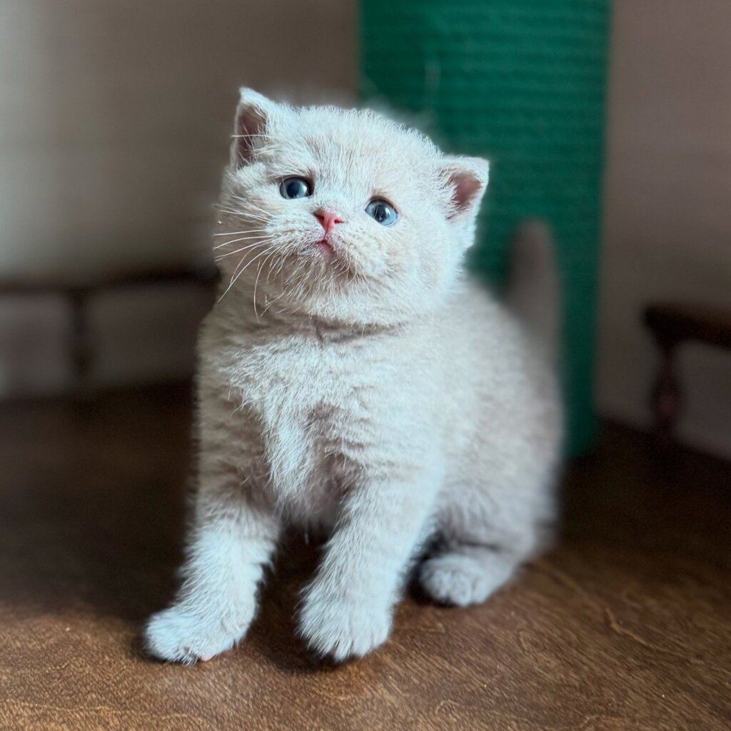 Ponochka Scottish Straight Female (Available) $2700