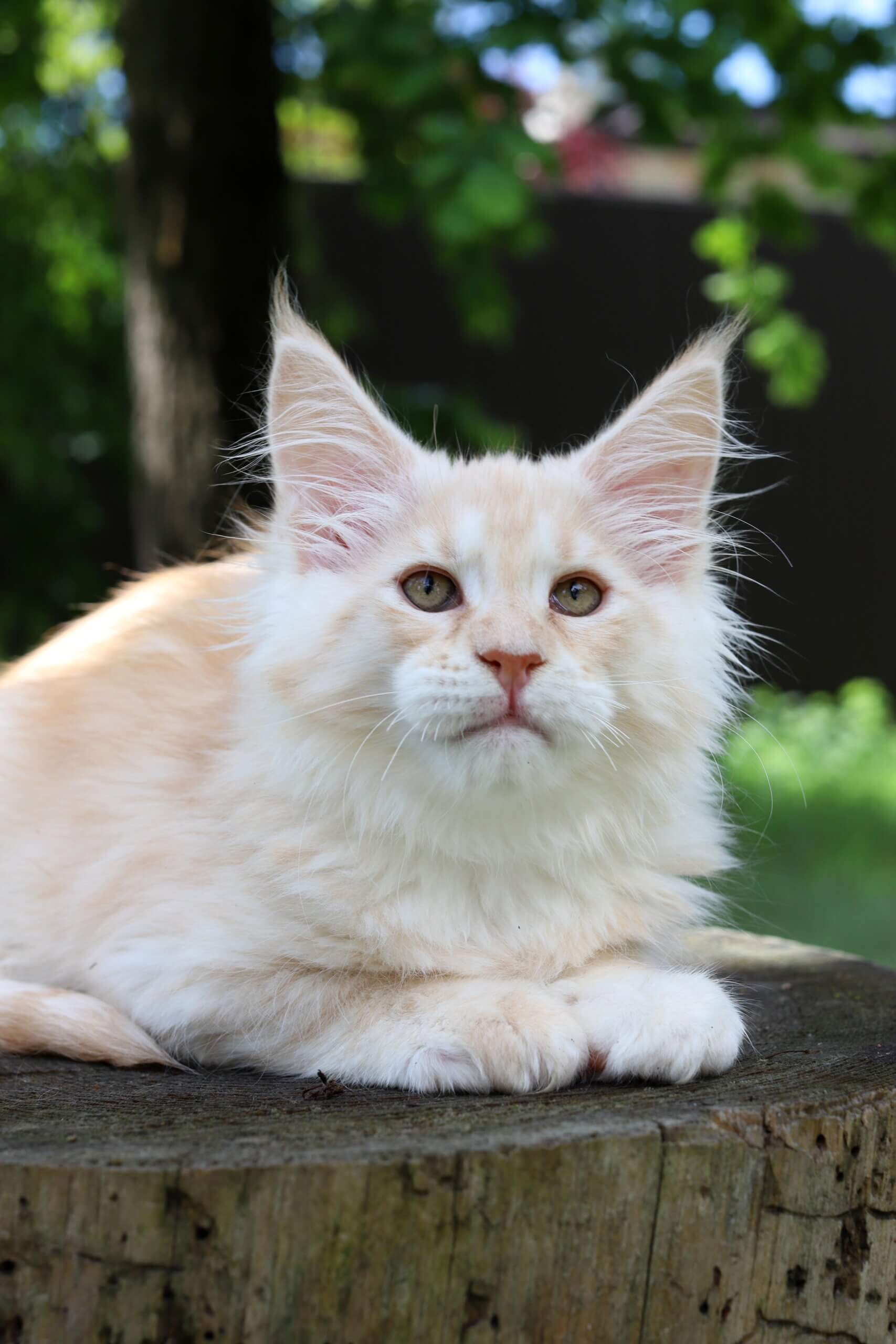 Amulet  Maine Coon Male (Available) $2850