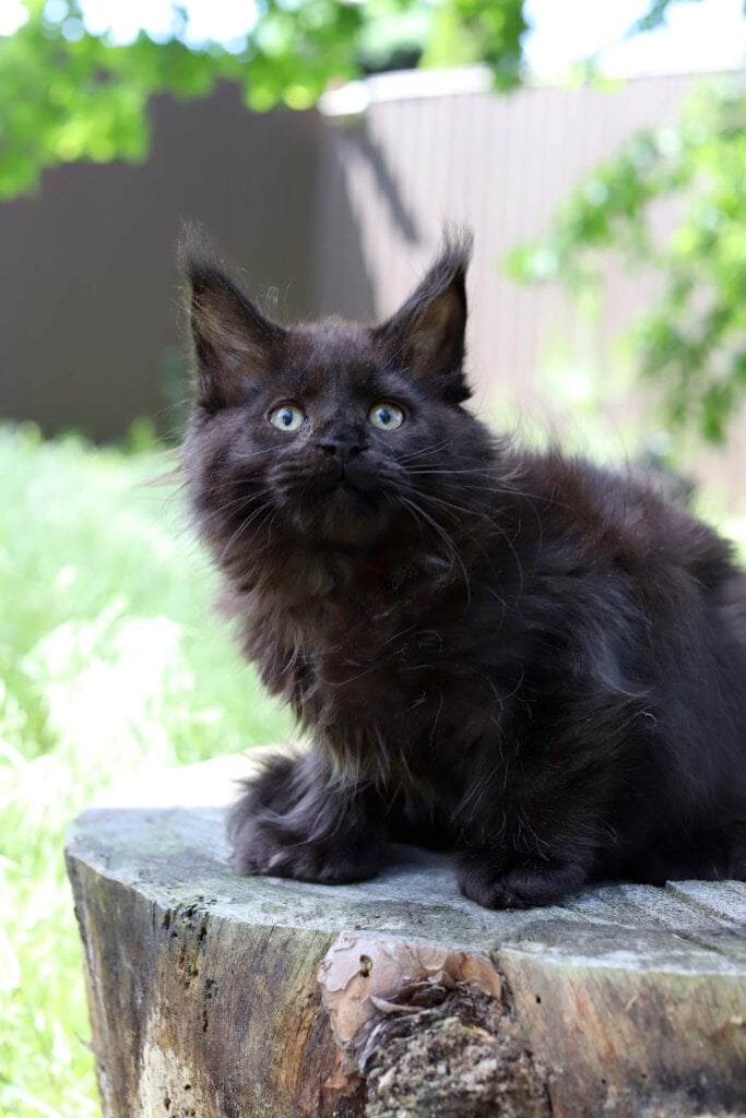 Ozzy Maine Coon Male POLY (Available) $3600