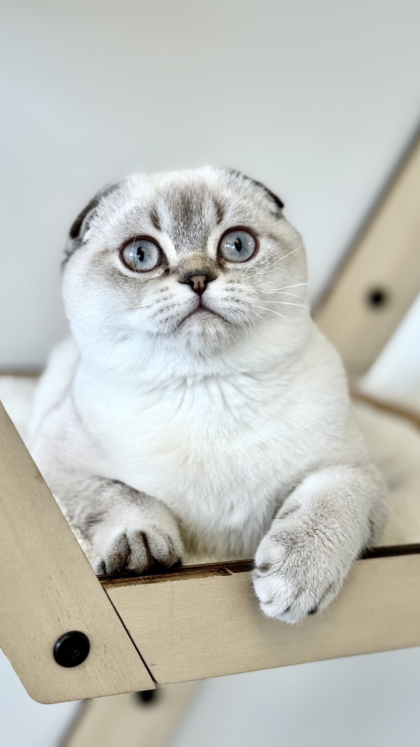 Sim Sim Scottish Fold  Male (Available) Sale $2650
