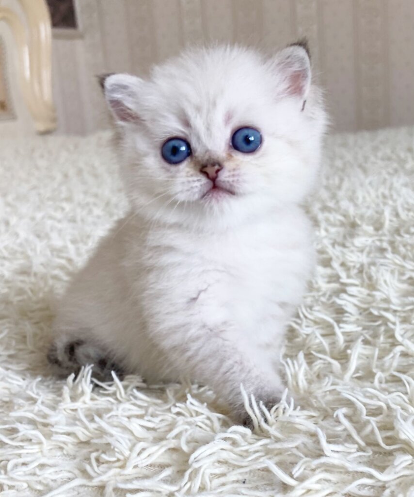 Valentino British shorthair Male $2550