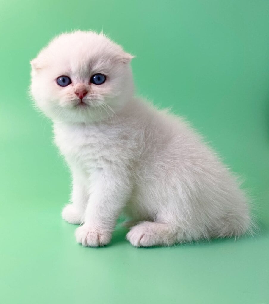 Wilson scottish fold Male $2650