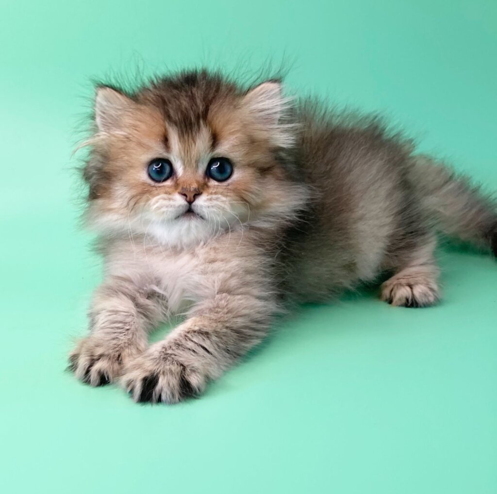Valli British longhair Male $2550