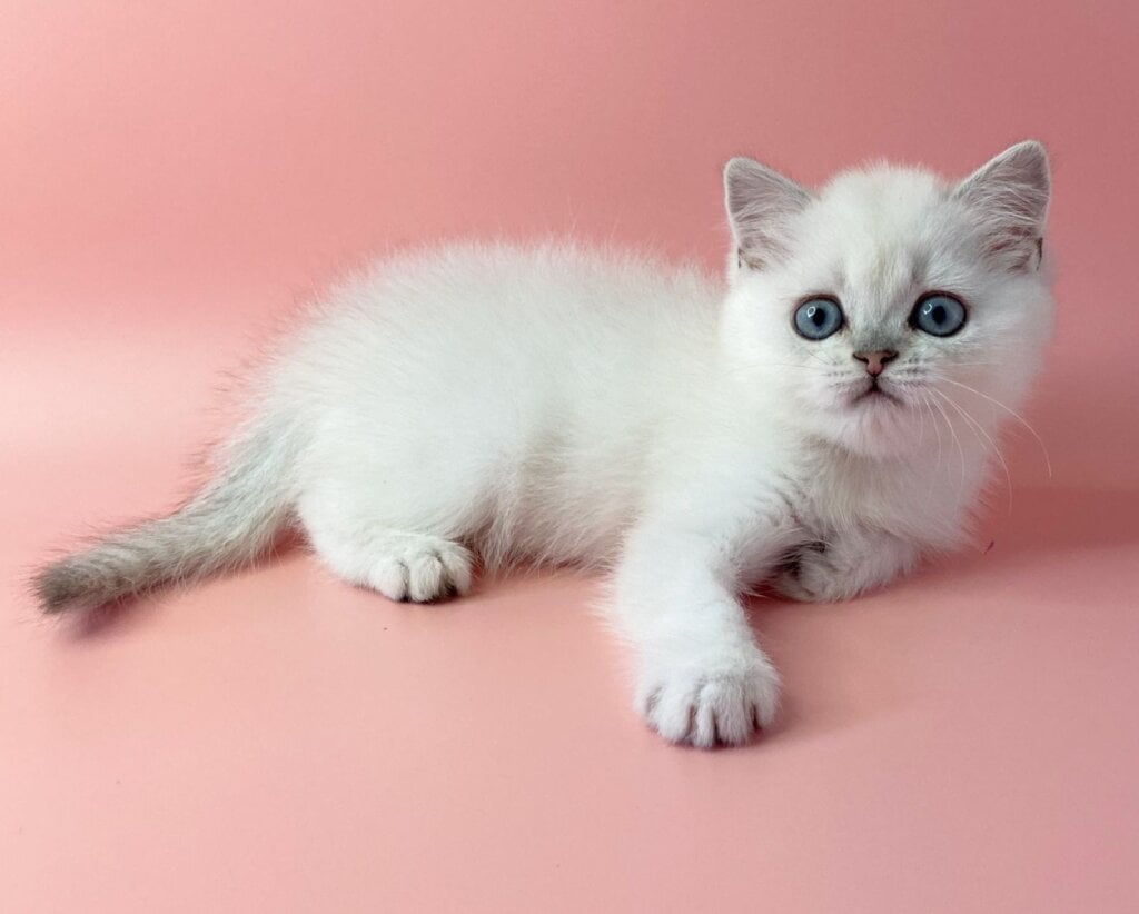 Vizzy British shorthair Male $2550